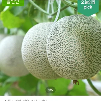 머스크멜론 2수 통당 1.6kg 이상