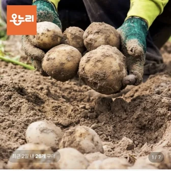 [롯데온] 26년 강원도 햇감자(특) 3kg (6,990원/무료)