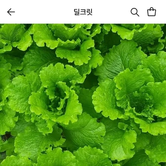 [롯데온] 로메인청상추 1kg (5,980원/무료)