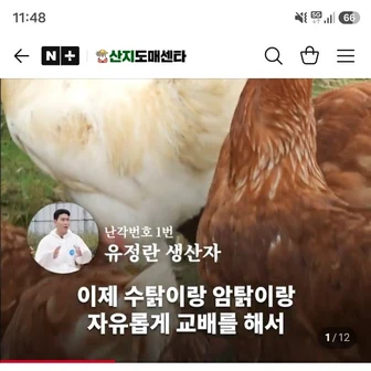 네이버) 산지도매센타 난각번호 1번 유정란 20구 7,500원 네멤무배!
